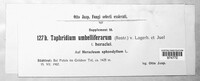Taphridium umbelliferarum image